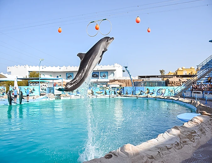 Dolphin Show Hurghada with trained dolphins performing tricks in a family entertainment show in Egypt.